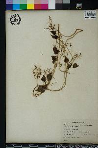 Valeriana scandens image