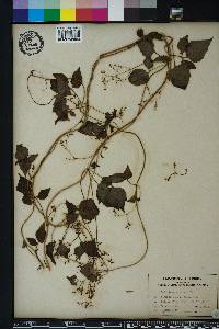 Valeriana scandens image