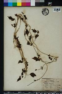 Valeriana scandens image