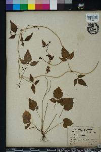 Valeriana scandens image