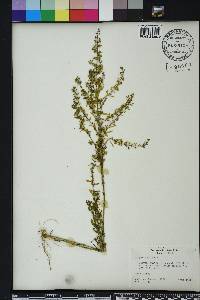 Scoparia dulcis image