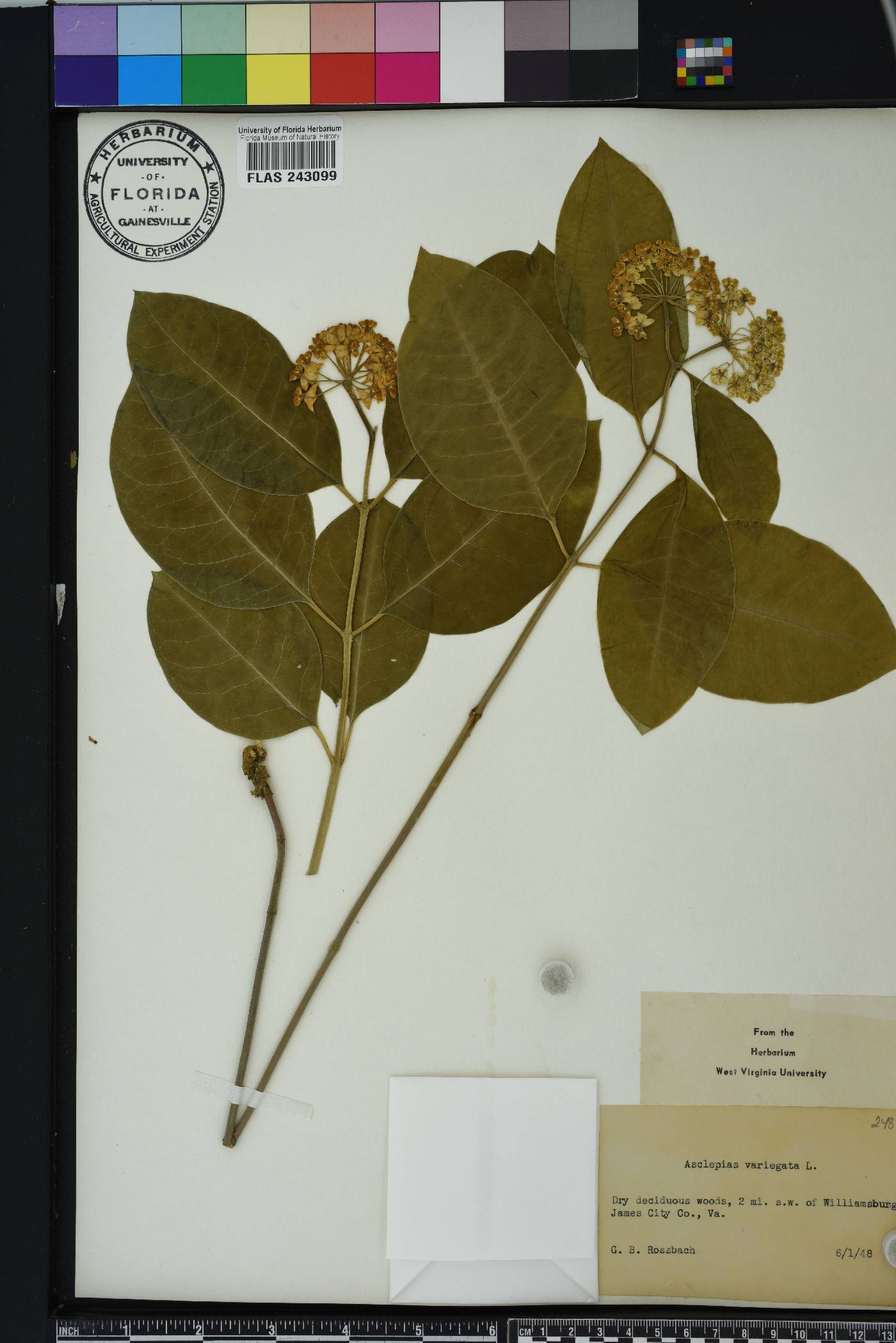 Asclepias variegata image