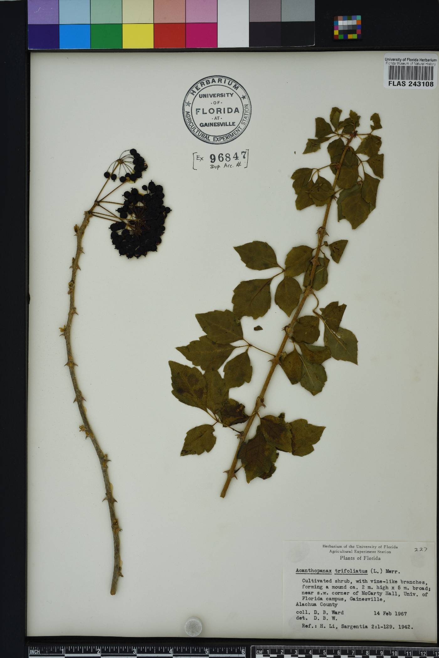 Eleutherococcus trifoliatus image
