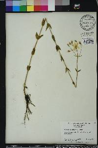 Sabatia difformis image