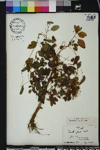 Cuscuta gronovii image