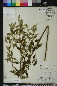 Pycnanthemum albescens image