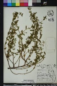 Chamaesyce hyssopifolia image