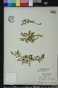 Euphorbia prostrata image