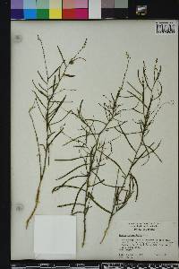 Tragia linearifolia image