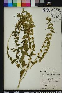 Scutellaria galericulata image