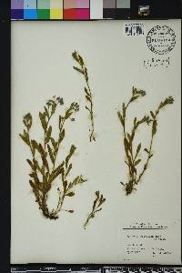 Myosotis sylvatica image