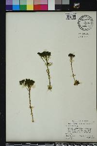 Polygala ramosa image