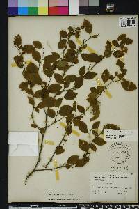 Ilex ambigua image