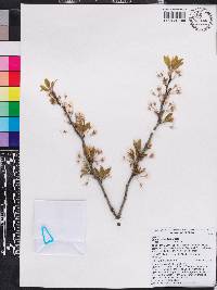 Prunus umbellata image