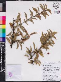 Prunus angustifolia image