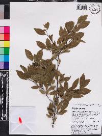 Prunus umbellata image
