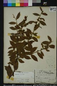 Lyonia lucida image