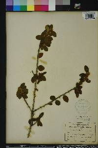 Ilex vomitoria image