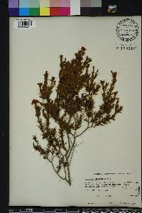 Hypericum fasciculatum image