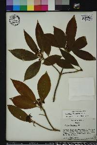 Illicium floridanum image