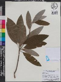 Magnolia virginiana image