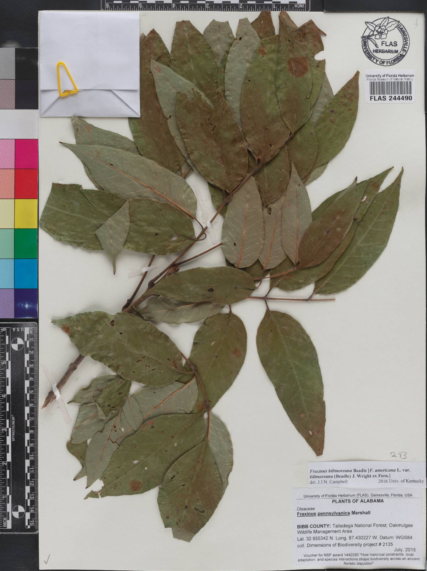 Fraxinus biltmoreana image