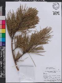 Pinus echinata image