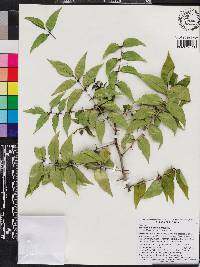 Zanthoxylum clava-herculis image