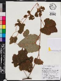 Vitis cinerea image