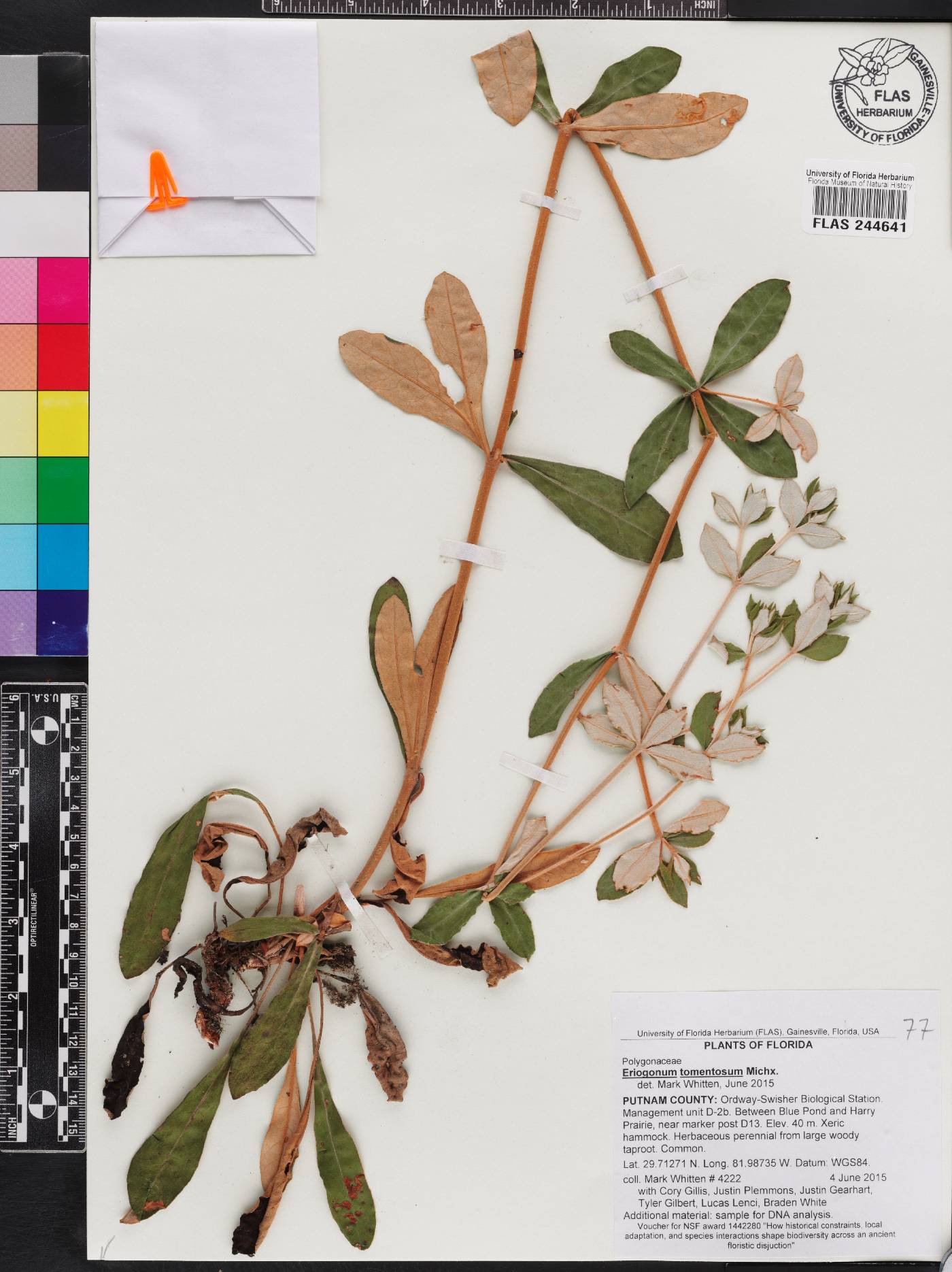 Eriogonum tomentosum image