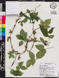 Toxicodendron pubescens image