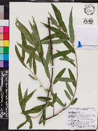 Salix caroliniana image