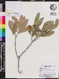 Quercus geminata image