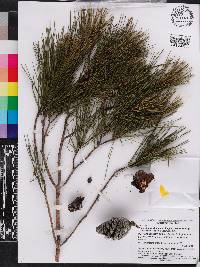 Pinus clausa image