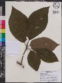 Magnolia acuminata image