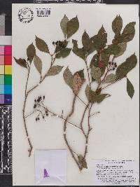 Aronia melanocarpa image