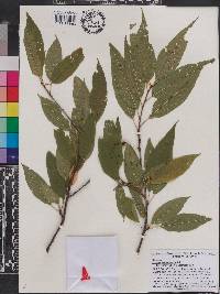 Prunus pensylvanica image