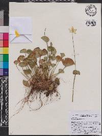 Parnassia asarifolia image