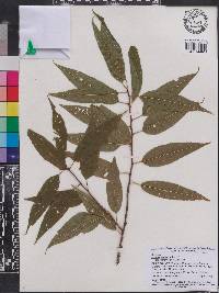 Prunus pensylvanica image