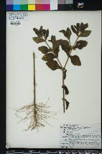 Acanthospermum hispidum image