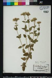 Ageratina aromatica image