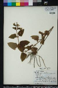 Ageratina aromatica image