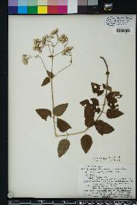 Ageratina aromatica image