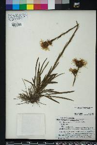 Eurybia eryngiifolia image