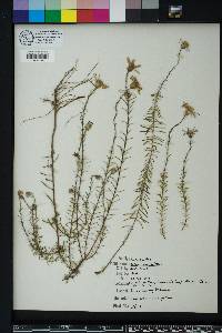 Ionactis linariifolia image