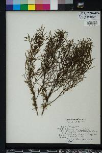 Baccharis angustifolia image