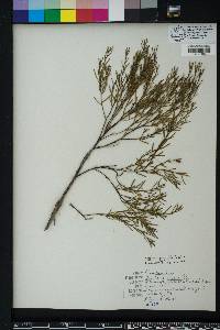 Baccharis angustifolia image