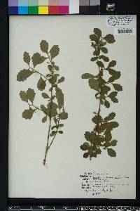 Baccharis glomeruliflora image