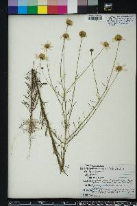 Balduina angustifolia image