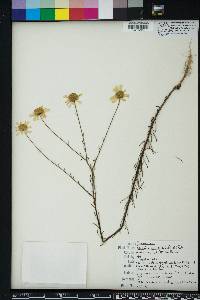 Balduina angustifolia image